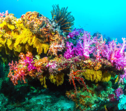 Beautiful,Tropical,Coral,Reef,With,Soft,Corals,In,Andaman,Sea