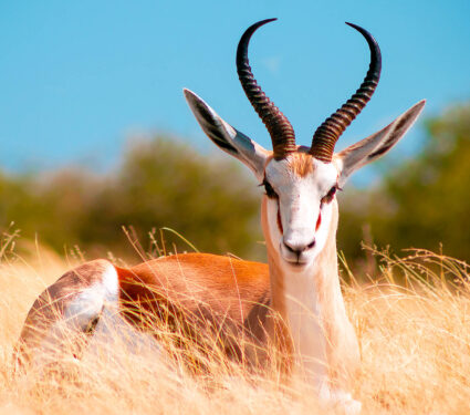 Wild,African,Animals.,The,Springbok,(medium-sized,Antelope),In,Tall,Yellow