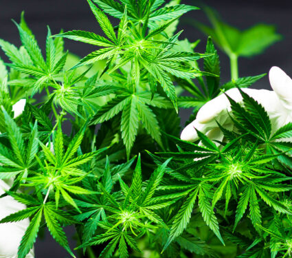 A,Large,Number,Of,Cannabis,Flowers,The,Hands,Of,Medetsinsky