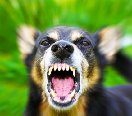 2023/06/dog_angry_aggression_1medium.jpg