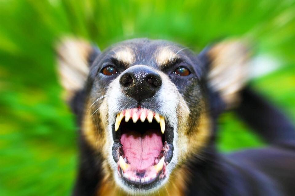 Dog bites occur more frequently in hot weather and when air pollution is high