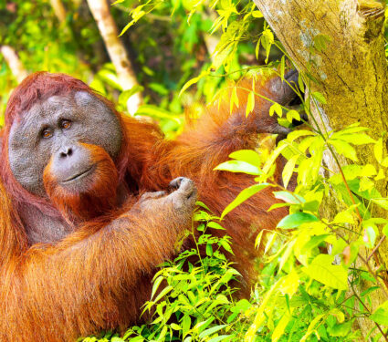 Orangutan,Pongo,Pygmaeus,At,Tanjung,Puting,National,Park,Borneo,Indonesia