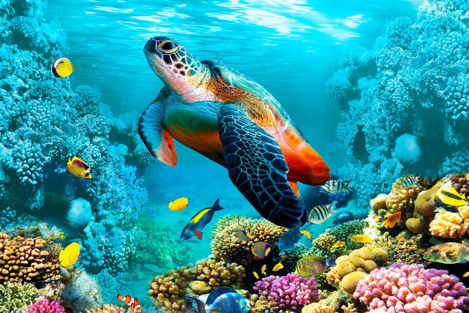 World Sea Turtle Day: A tribute to resilience and conservation