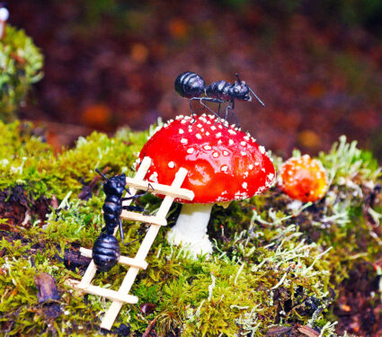 Ants,And,Fly,Agaric,With,Ladder,Fairy,Tale,In,The