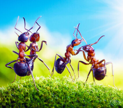 Dancing,Under,The,Sun,(ants,Know,To,Play,Games,,Scientific