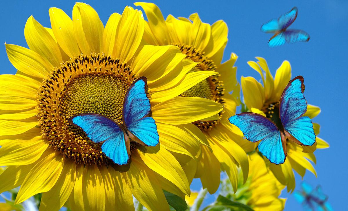 Insect populations are headed towards widespread chaos in our continually warming world