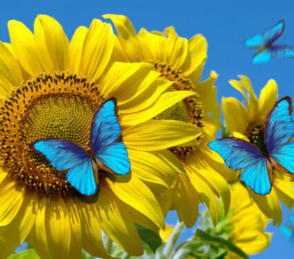 Blooming,Sunflowers,On,A,Background,Of,Blue,Sky.,Beautiful,Blue