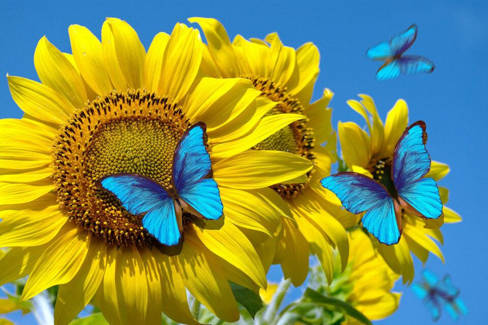 Insect populations are headed towards widespread chaos in our continually warming world