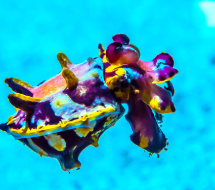 The,Colorful,Flamboyant,Cuttlefish,(metasepia,Pfefferiis),,A,Cephalopod,,Related,To