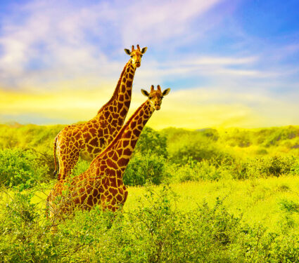 Giraffes,In,The,Tsavo,East,,Tsavo,West,And,Amboseli,National