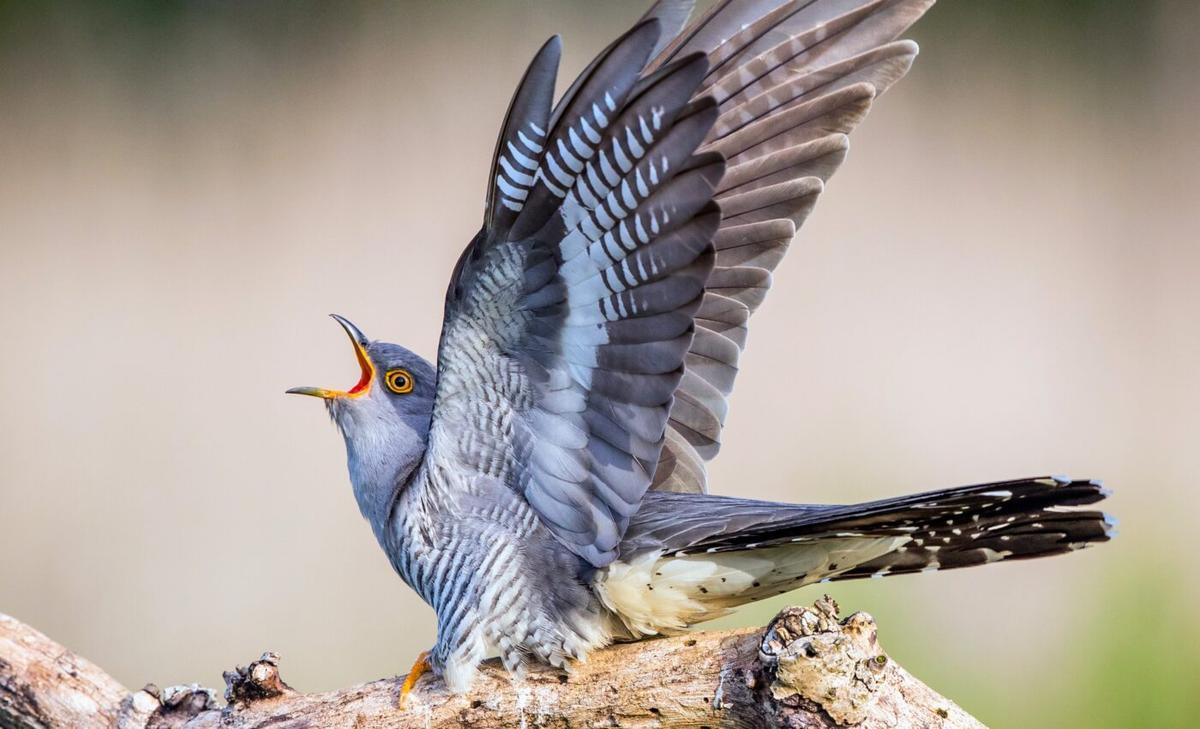 Cuckoos are unable to change their migration timing in response to climate change