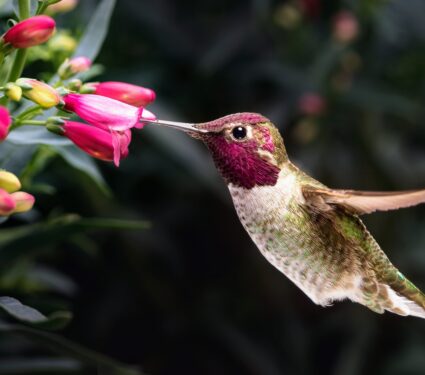 Hummingbird-alcohol.jpg
