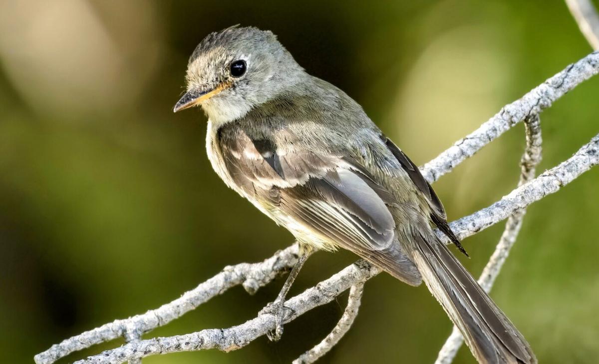 Genes and climate: Hidden adaptations of an endangered flycatcher