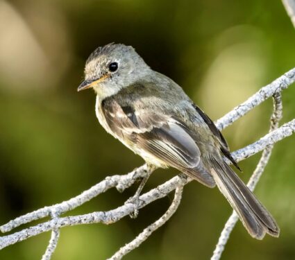 Willow-Flycatcher.jpg
