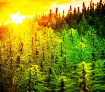 Sunset,Cannabis,Field.,Marijuana,Plants.