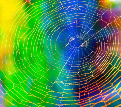 Spider,Web,(cobweb),Varicoloured,Background