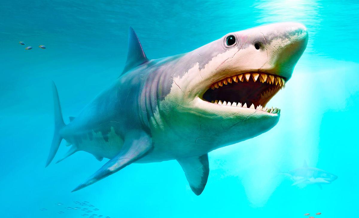 Megalodon was a truly vicious killer, but not a cold-blooded one