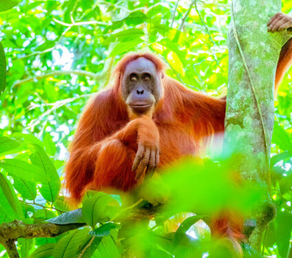 Female,Orangutan,Sitting,At,Tree,Trunk,And,Looks,Around,Against