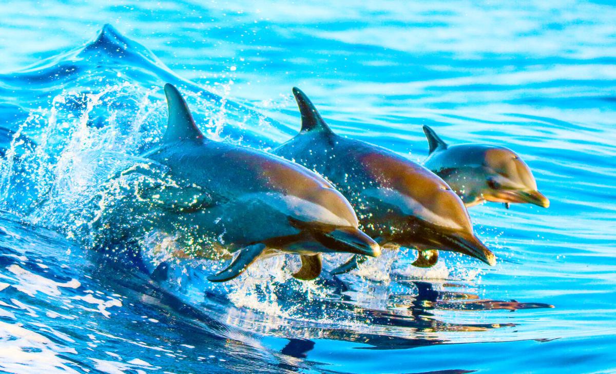 Dolphins use baby talk to communicate with their young, similar to how humans talk to their kids