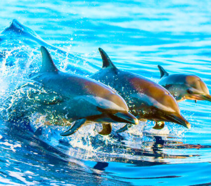 A,Spotted,Dolphin,Family,Leaping,Out,Of,The,Clear,Blue