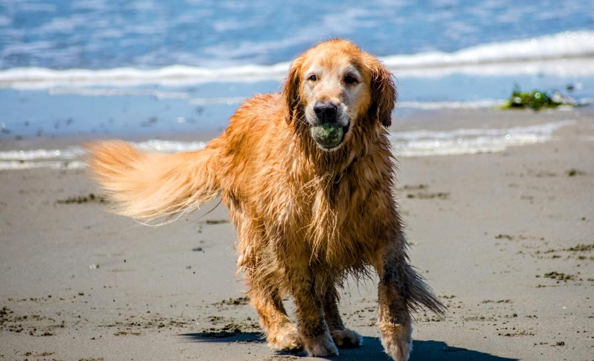Slower walking speed in dogs could be a sign of dementia