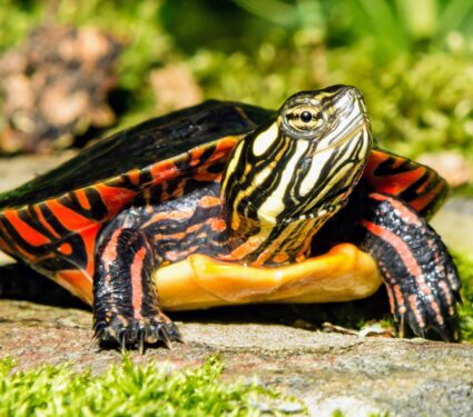 Painted-turtle.jpg