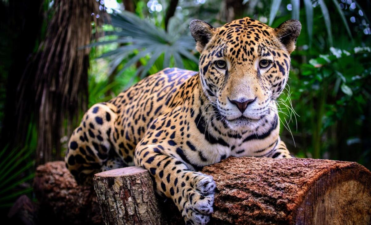 Chilling black market: Jaguar parts are being sold by prison inmates