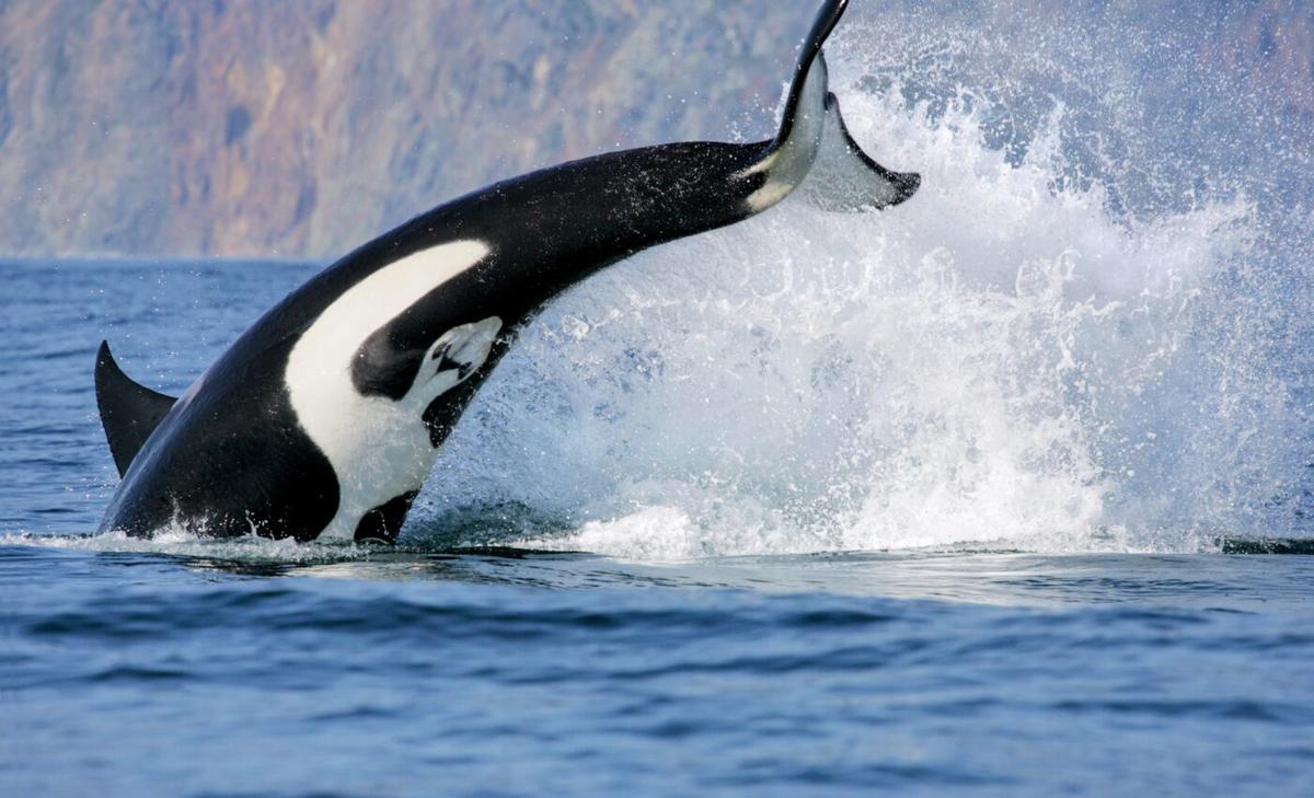 Mysterious skin disease threatens endangered killer whales