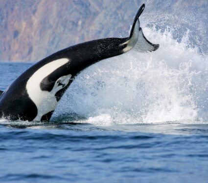 Killer-whale-3.jpg