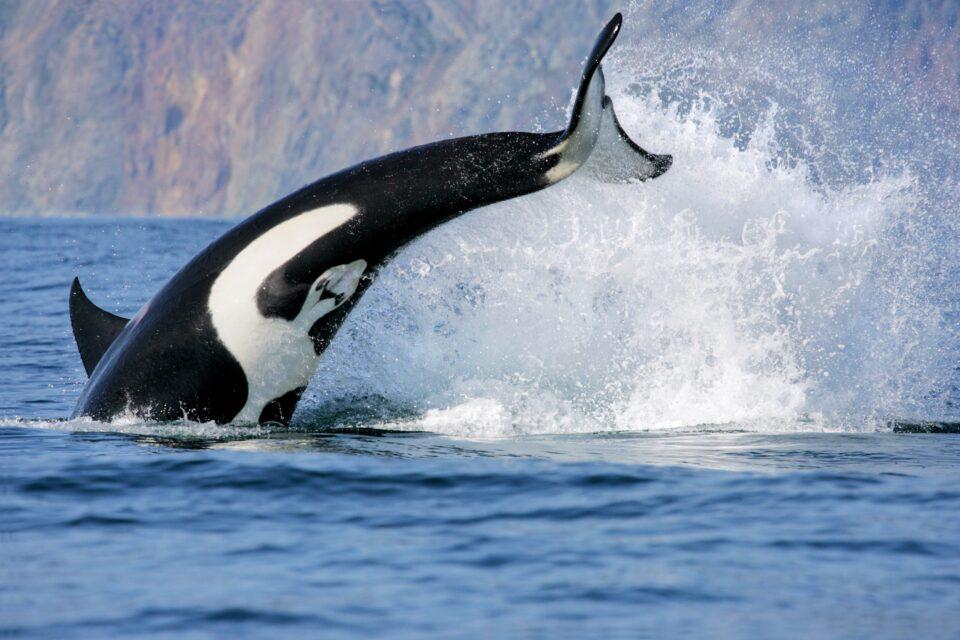 Mysterious skin disease threatens endangered killer whales