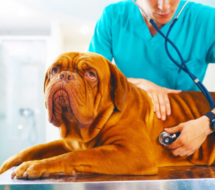 Young,Man,Veterinarian,Checking,Up,The,Dog,On,Table,In