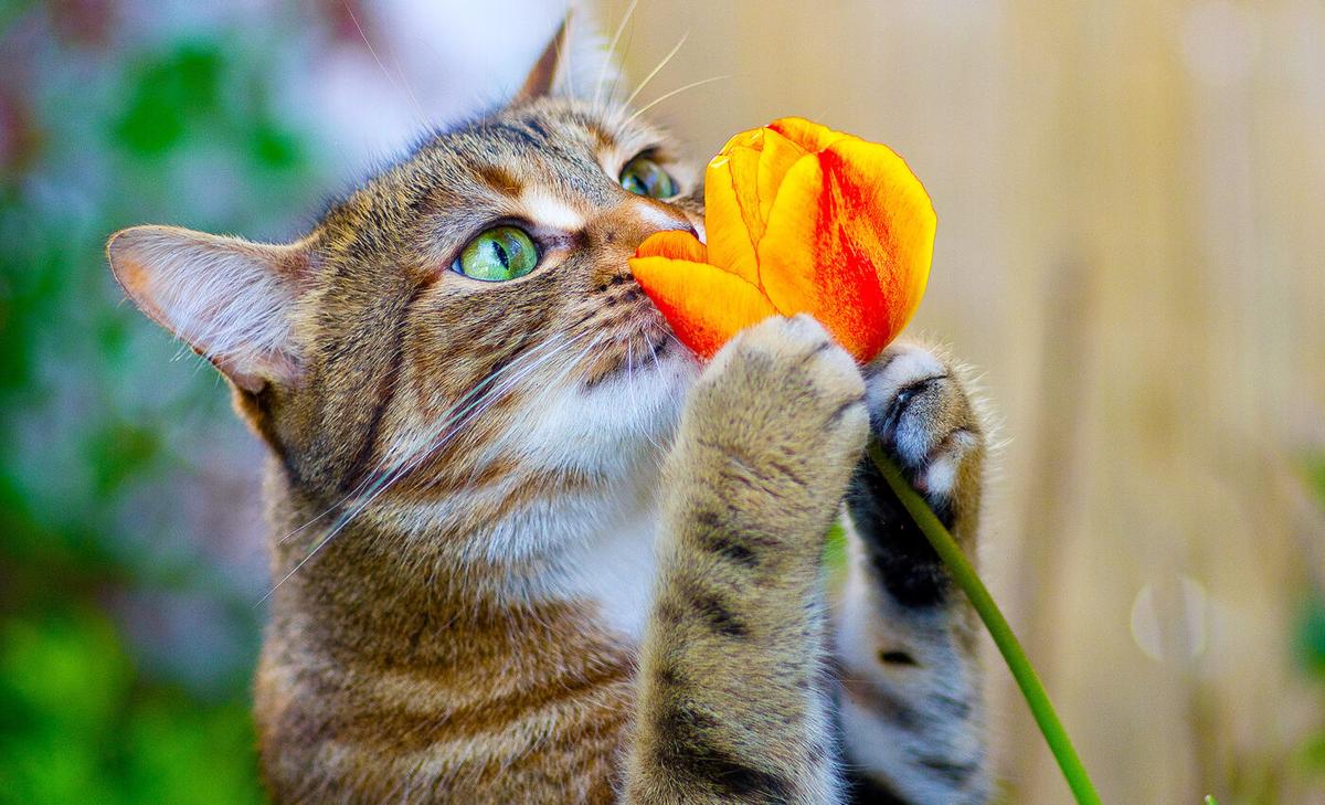 Cat noses and nasal structure function better than high-tech chemical analysis equipment