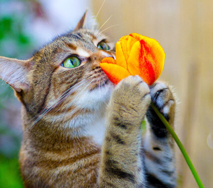 Cat,Smelling,Tulip
