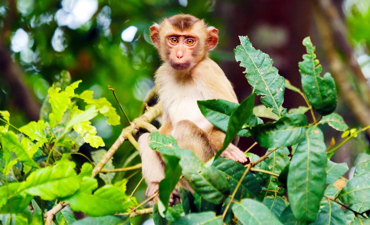 Exploding population of macaque monkeys and wild pigs poses risk of another global pandemic