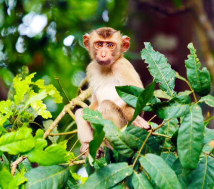 2023/06/pig-tailed-macaque-monkey_1medium.jpg