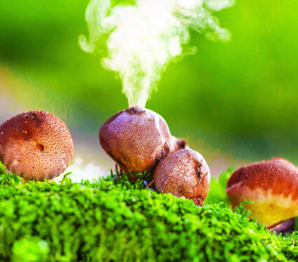 2023/06/puffball-fungus_spores_2medium.jpg