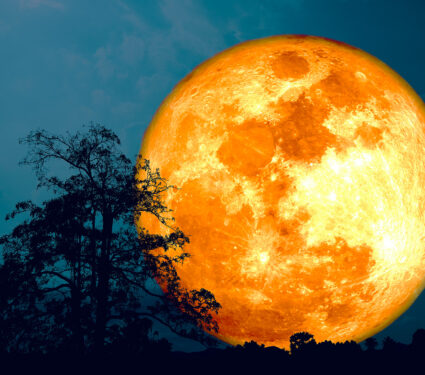 Full,Harvest,Blood,Moon,And,Silhouette,Tree,On,Night,Dark