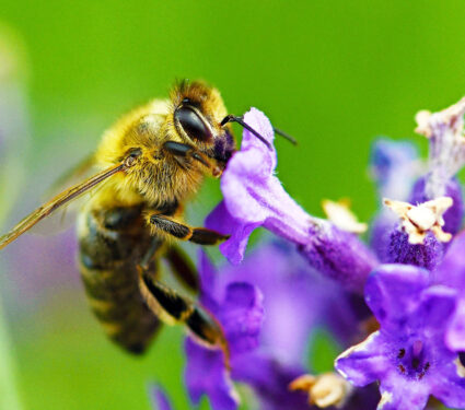 Honey,Bee,On,Lavender