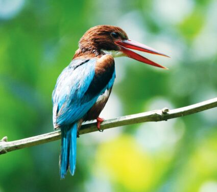 Endangered-species-2.jpg