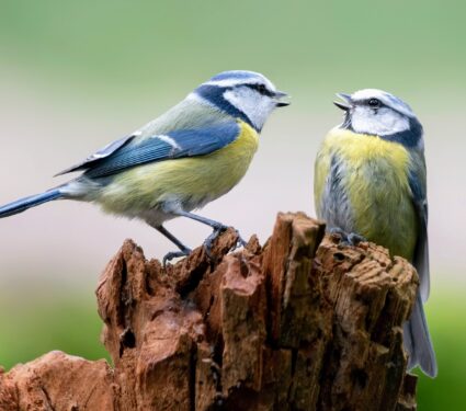 Blue-tits2.jpg