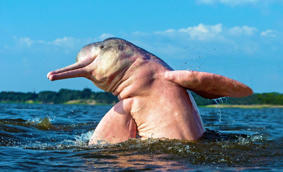 Amazon river dolphins are at great risk of extinction due to human activities