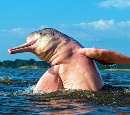 Boto,Amazon,River,Dolphin