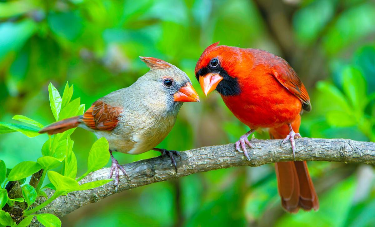 Birds produce fewer offspring as spring arrives earlier across our warming world