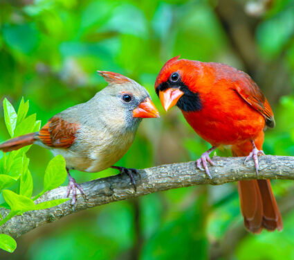 Male,And,Female,Northern,Cardinals,Perched,On,Branch,Of,Chinese