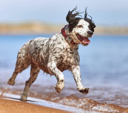 Dog-heatstroke.jpg