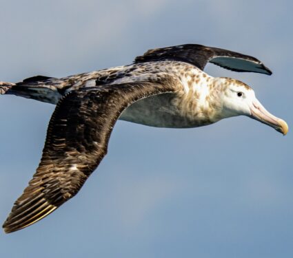 Seabirds-threatened.jpg