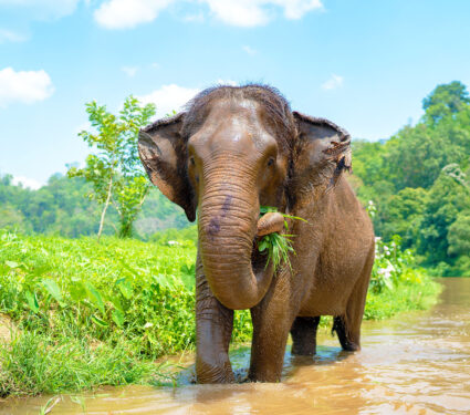 An,Elephant,Is,Eating,Grass,By,The,River.