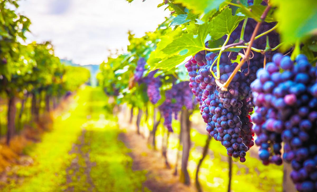 Wild birds are significantly threatened by vineyard fungicides