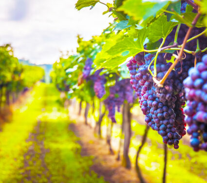 Grape,Harvest