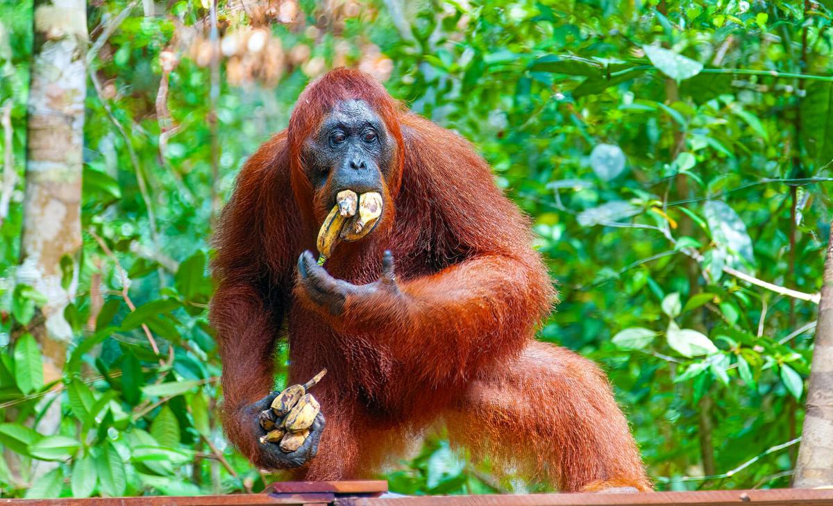 Migrant orangutans watch the locals to learn what to eat and other local customs